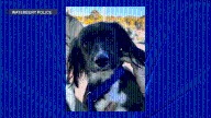 Waterbury police look for man that appears to abuse dog in viral video