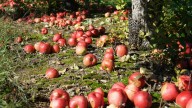 The Essential Fall Task That Will Help Your Fruit Tree Survive Winter