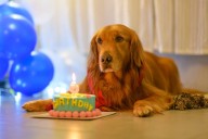 Golden Retriever Owner Plans Birthday Surprise