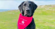 Stirlingshire vet at heart of charity appeal for dog blood donations