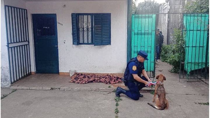 En Concordia rescataron 12 perros en mal estado de salud