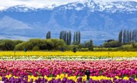 El paso escondido a Chile: camino de viñedos con Los Andes de testigo