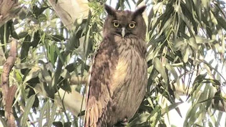 ‘Don’t sacrifice owls on Diwali,’ Punjab animal rights activist makes an appeal