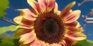 Garden Spot: Picking fall flowers