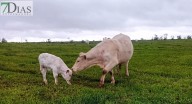 Extremadura recibirá cerca de 2 M€ del plan nacional contra la tuberculosis bovina
