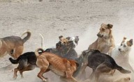 Perros salvajes atacan a abuelita y sus nietos dentro de un plantel; la señora no sobrevivió