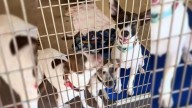 Hawaii Volunteer Heartbroken As Three Dog Siblings Are Returned To Shelter Near The Same Time