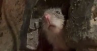 Adorable rat sends Ratatouille fans into frenzy after crashing couple's romantic date in Rome