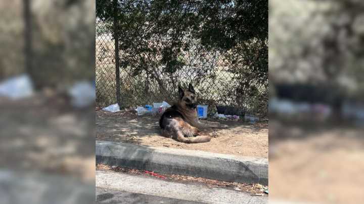 Abandoned California Dog Stays Under A Tree For Days Until A Rescue Mission Finally Breaks Through