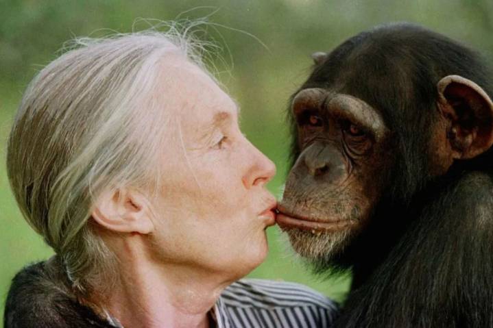 Jane Goodall, 91, dies while on speaking tour - News | InDaily, Inside South Australia