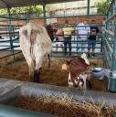 La Carolina refuerza su apuesta por la ganadería extensiva en la Feria Internacional Ganadera de Zafra