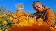 Cempasúchil agro orgánica; así es la producción por Día de Muertos en Puebla