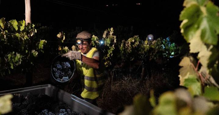 In Portugal, the cool of the night is when some vineyards harvest grapes