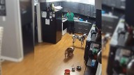 Sneaky Pup In West Virginia Caught On Tape Committing Hilarious Food Heist