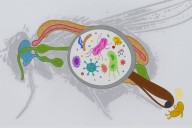 Microbios intestinales aliados de los insectos