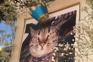 Beloved Bodega Cat in San Francisco Allegedly Killed by Waymo