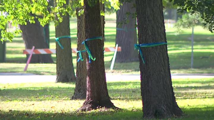 Runners will see blue and green ribbons along TC Marathon route for Annunciation