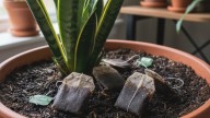 Por qué hay poner saquitos de té usado en la tierra de la lengua de suegra y qué beneficios tiene