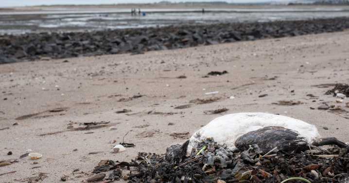 Guillemots washed up dead on Scots shore test positive for bird flu