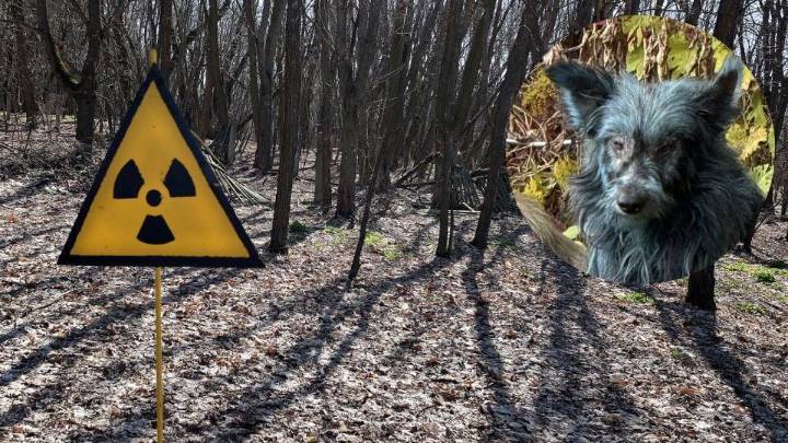 Perros callejeros en Chernóbil muestran pelaje azul brillante