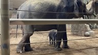 Columbus Zoo’s second elephant calf born this year makes public debut