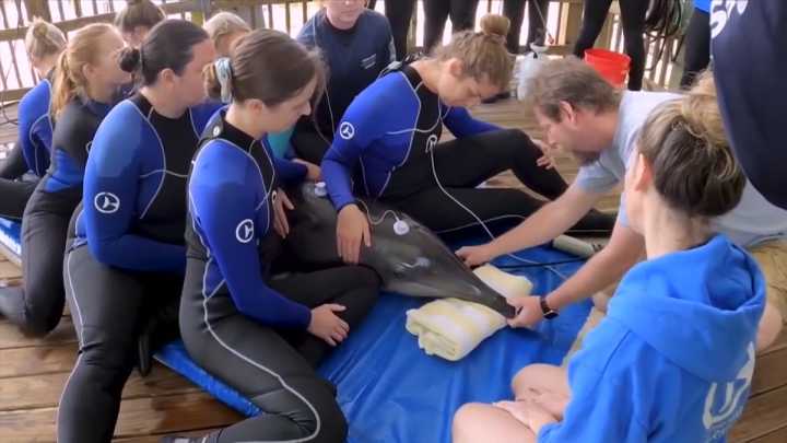 Scientific research links toxic algae to cognitive decline in dolphins, may pose risks to humans as well