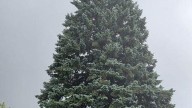 Michigan official Christmas tree chosen in Sault Ste. Marie. When it will be lit