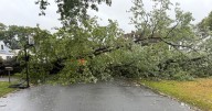 Falling Rotterdam tree just misses car with three kids inside, police say