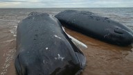 Response group confirms 3rd sperm whale has died off P.E.I.'s North Shore