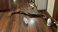 Video captures writhing snakes after shock pantry find