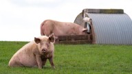 Chinese man survives for six months after pig liver transplant
