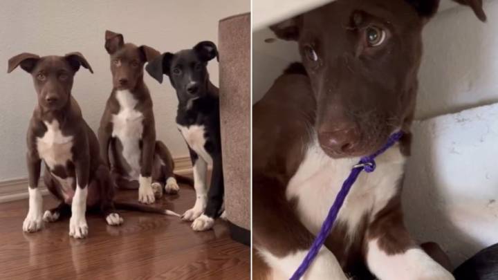 Just Hours Before Euthanasia, Three Adorable Puppies In California Shelter Found A Second Chance
