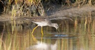 Bird Watch: Sightings from Greater Newburyport and beyond