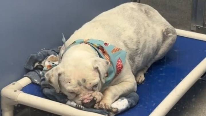 Sick And Deaf Arizona Shelter Dog Fights For A Future She’s Never Known
