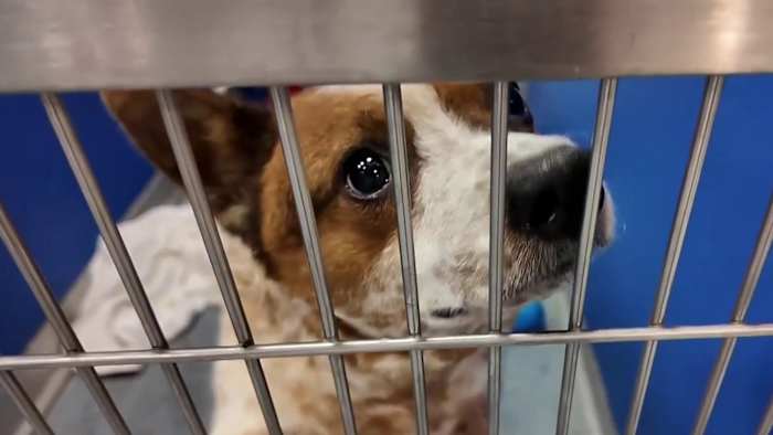 City Council to vote on spay-neuter and emergency transport funding as Houston confronts stray dog crisis