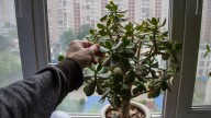 Árbol de jade: cuidados y todo lo que debe saber sobre esta milenaria planta