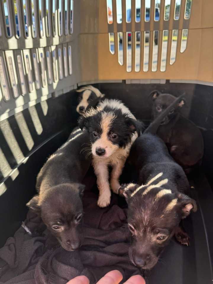 Puppies found in Willoughby dumpster; rescue seeks fosters, donations