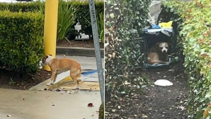 California Rescuer Spends Days Earning The Trust Of A Frightened Dog Hiding In Bushes