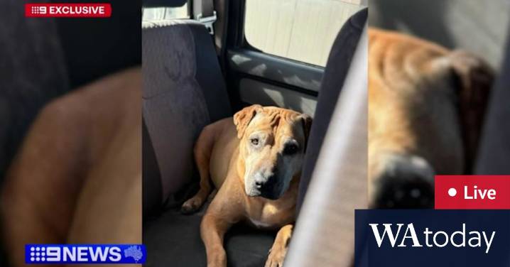WA news LIVE: WA family heartbroken after dog stabbed to death at park