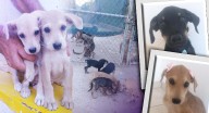 Tres perritos rescatados de un taller mecánico buscan una familia amorosa en Hermosillo