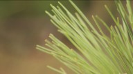 Pine needles might be the key to unlocking answers about PFAS
