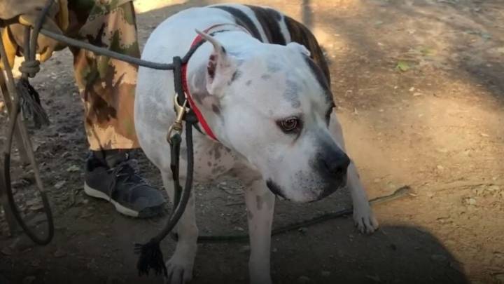 Dog’s Emotional Plea For California Volunteers To Save Her From Euthanasia Will Leave You In Tears