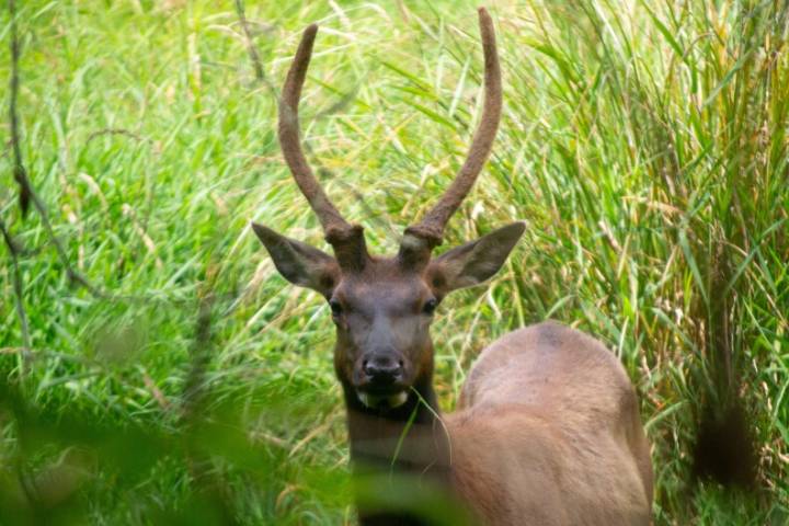 Kentucky Fish and Wildlife asking hunters to report two diseases impacting deer and elk