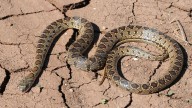 Los expertos claman por la invasión de serpientes en Ibiza y piden medidas para proteger a una especie endémica
