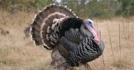 IL turkey hunters harvest 255 wild turkeys in '25, down from last season
