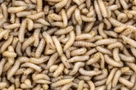 Casos de Miasis por gusano barrenador ascienden a casi 200 en Quintana Roo