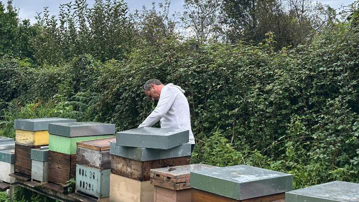 Tres muertes en dos semanas por picaduras de avispas velutinas en Galicia: "Es un peligro tremendo"