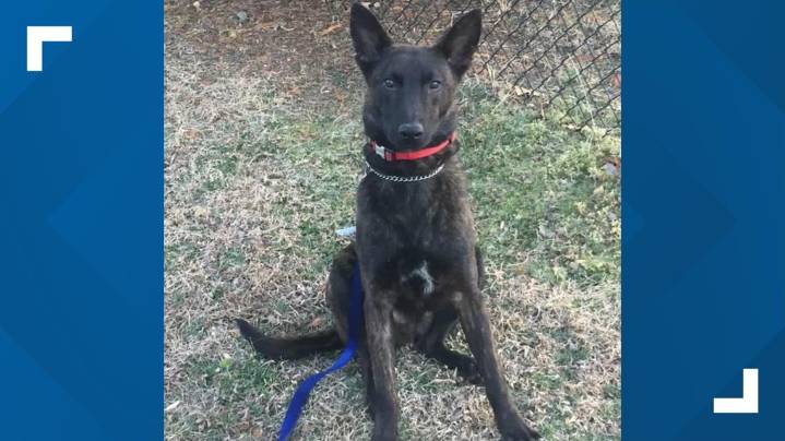 Graham police K9 Shadow dies after two years of service