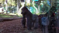 Zoo Guests In Shock After Gorilla Breaks Glass Barrier Of Enclosure
