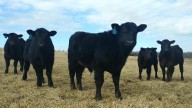 Missouri cattle farmers displeased with incoming beef imports